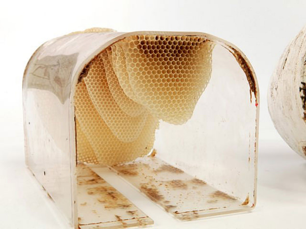 To Bee Design et Ruche par Levi Bar