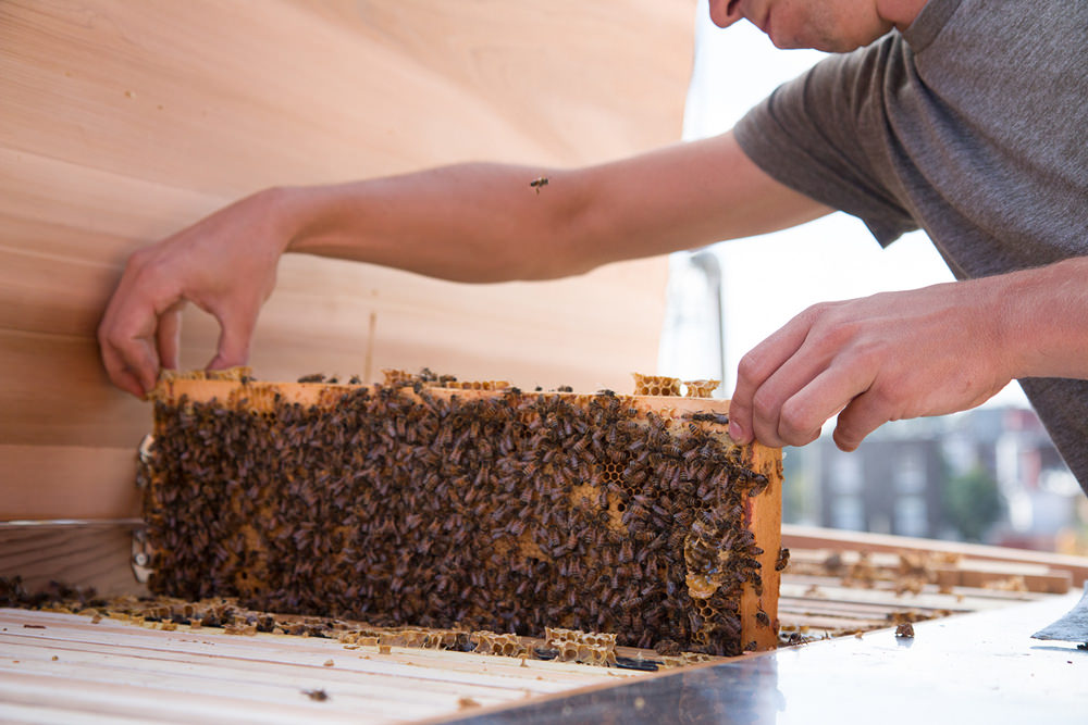 Project B apiculture urbaine par Marc-André Roberge