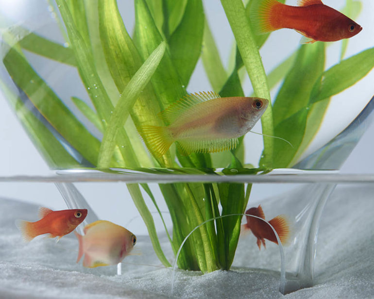 L'aquarium Waterscape de Haruka Misawa Blog Esprit Design