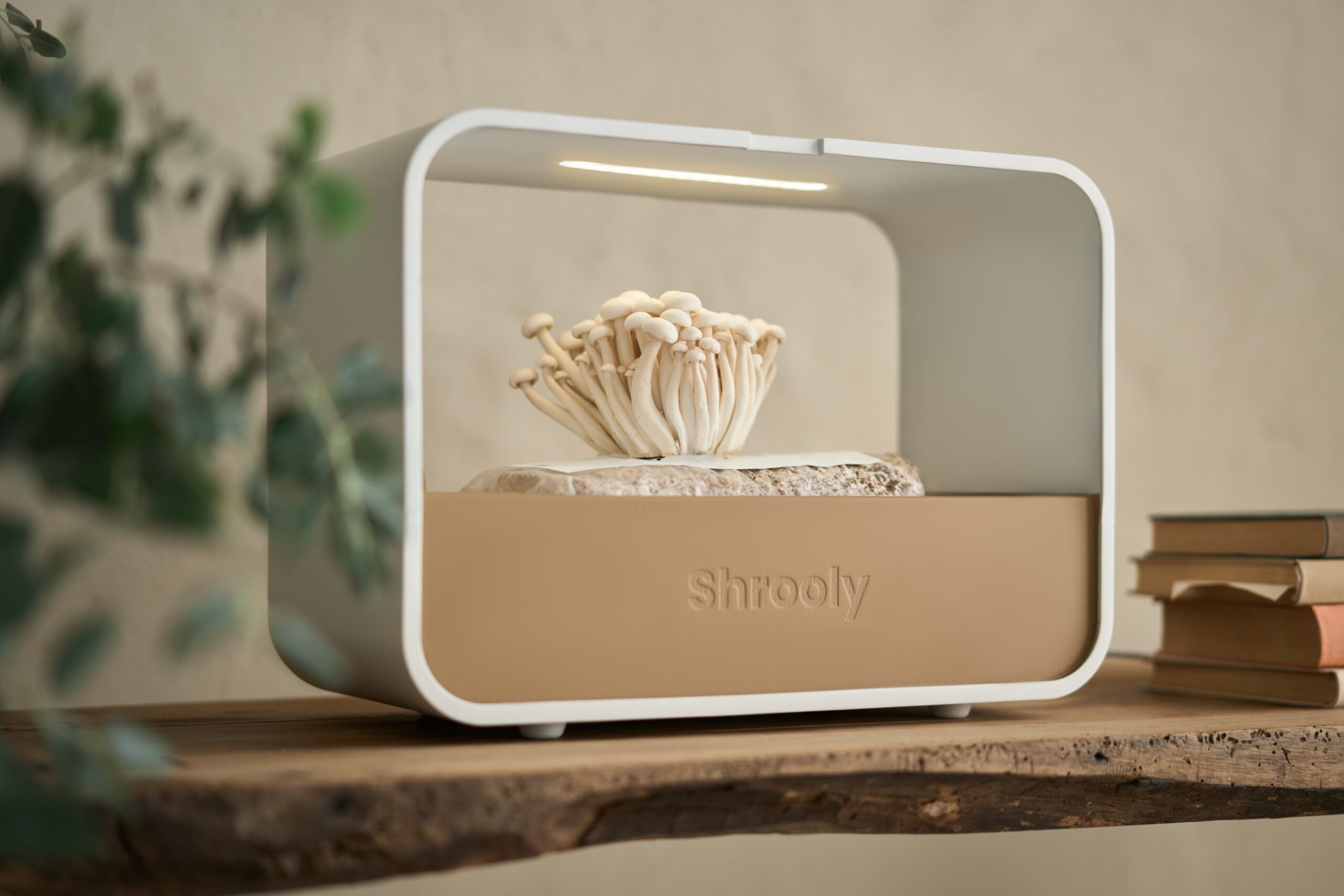 Shrooly : vos champignons à la maison
