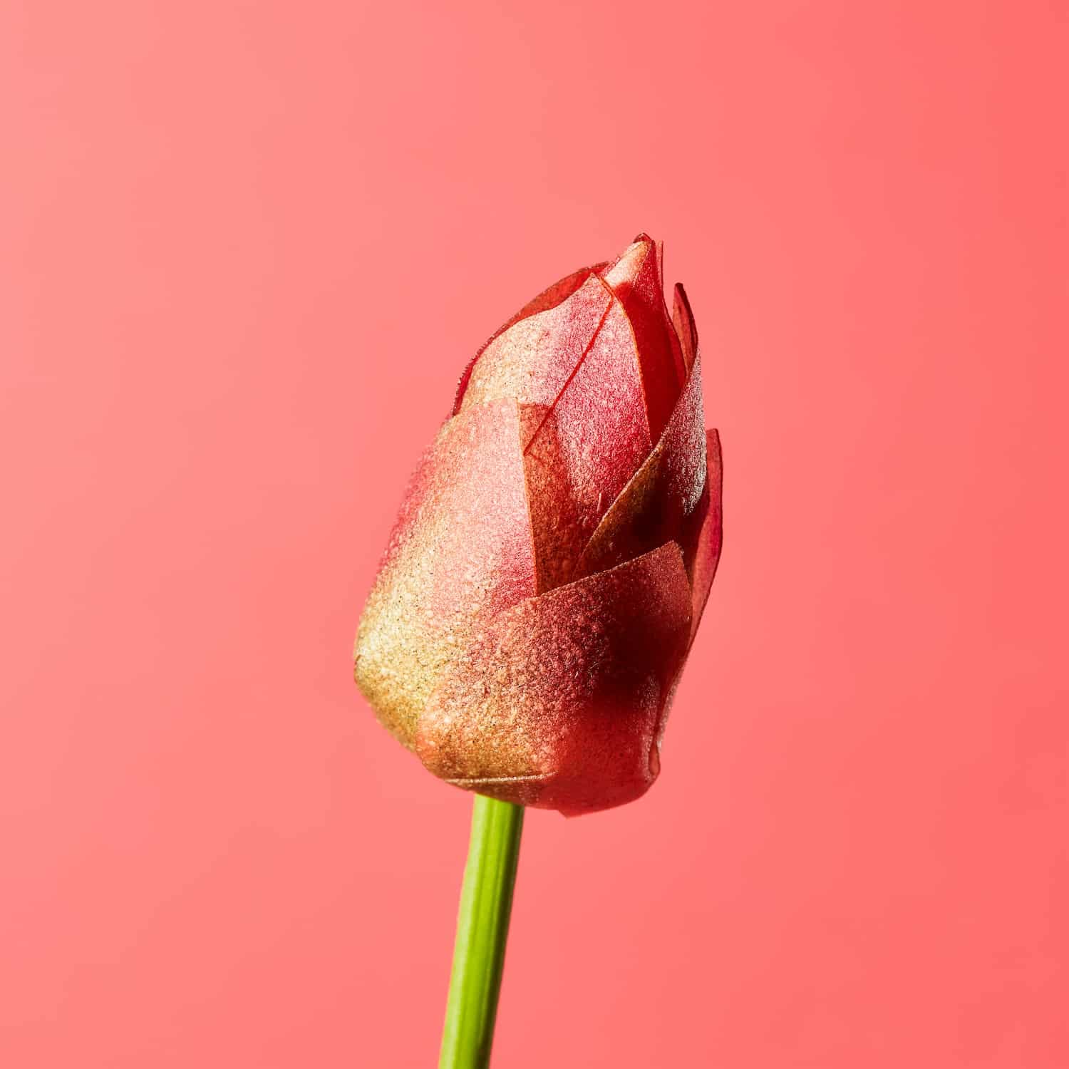 YÜSSÉE : quand le design culinaire devient rituel sensoriel