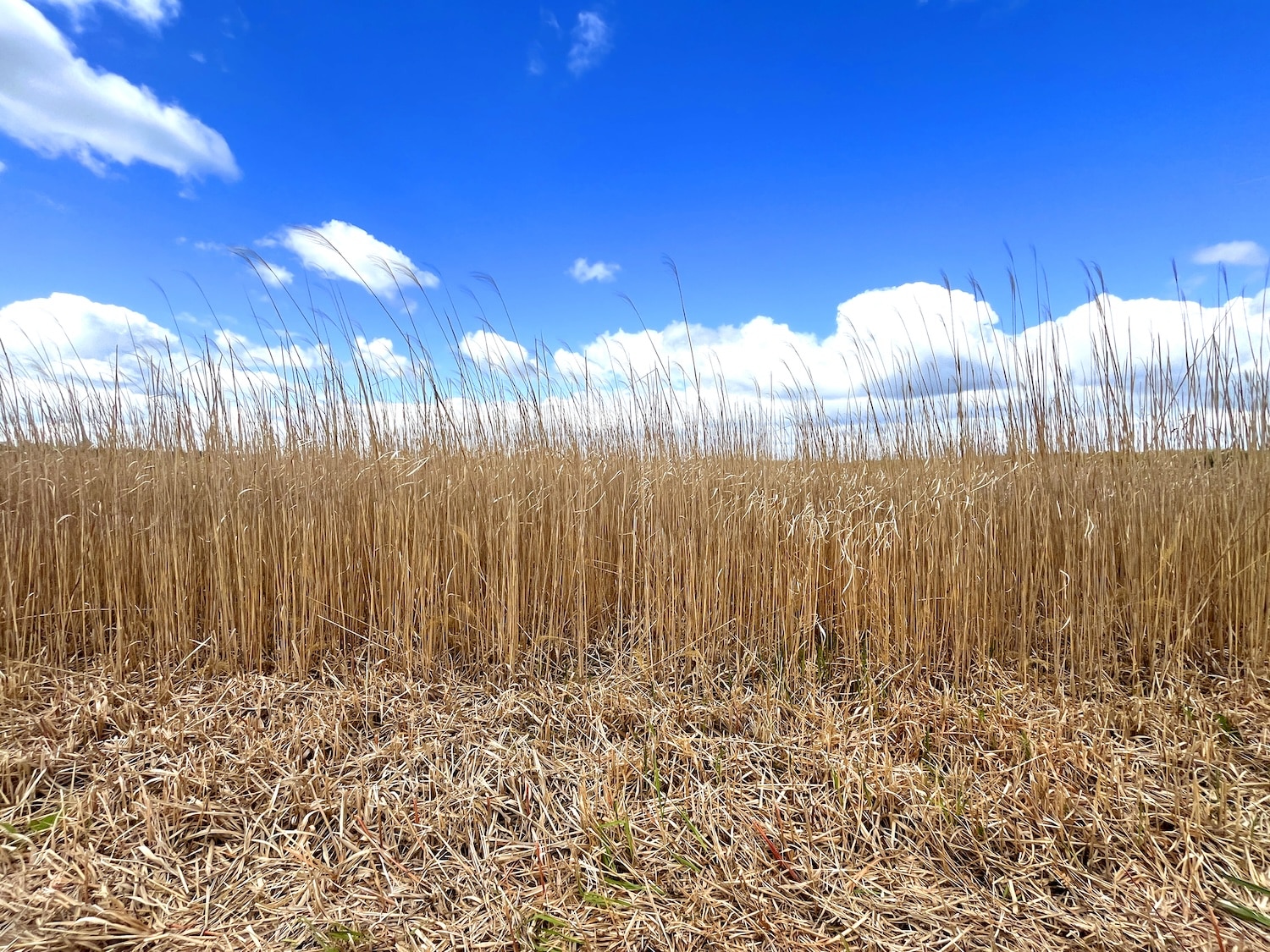  Filæ : Index Office et novinov font dialoguer la matière végétale et l'impression 3D pour créer une suspension lumineuse